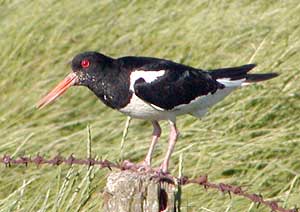 Vogel mit roten Augen